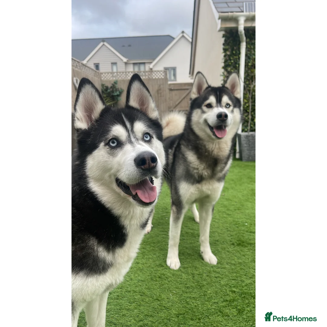Siberian Husky dogs for stud: Proven Gorgeous Siberian Husky *FOR STUD ONLY* in Torquay - Advert 7