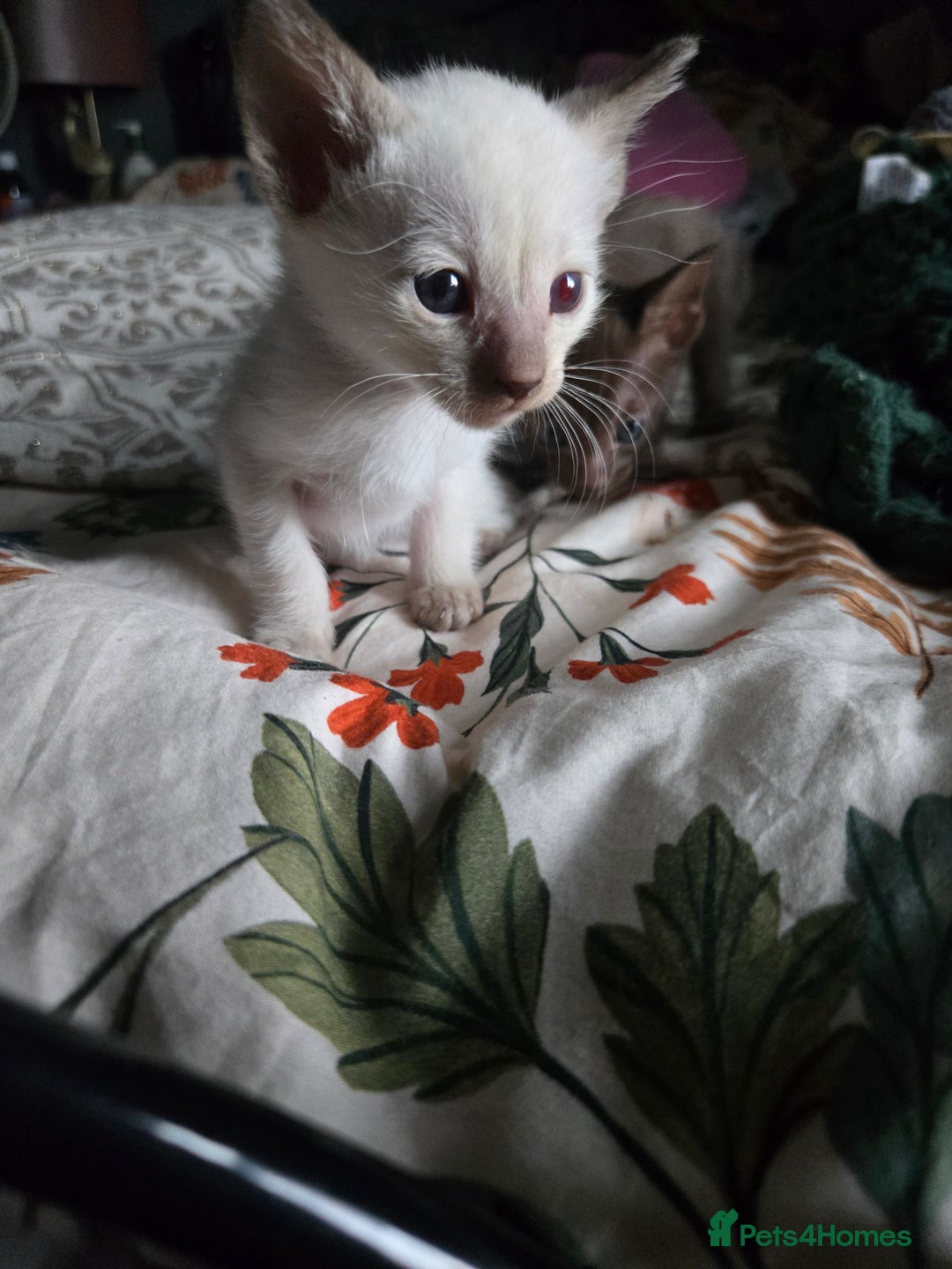Siamese cats for sale: Only one c/point siamese little girl avaliable  - Advert 10