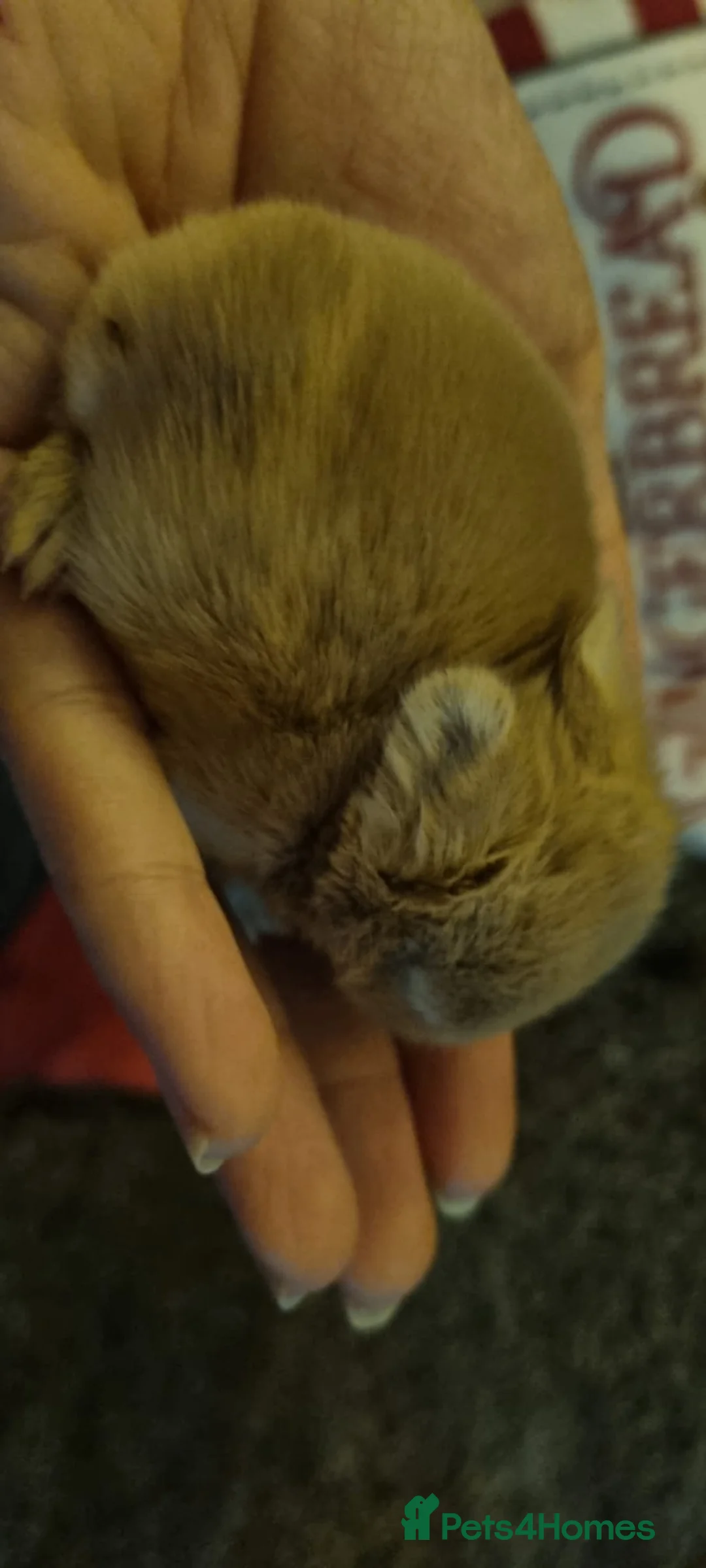 Netherland Dwarf rabbits for sale: Baby Pure Bred Netherland Dwarf - Agouti Female - Advert 3