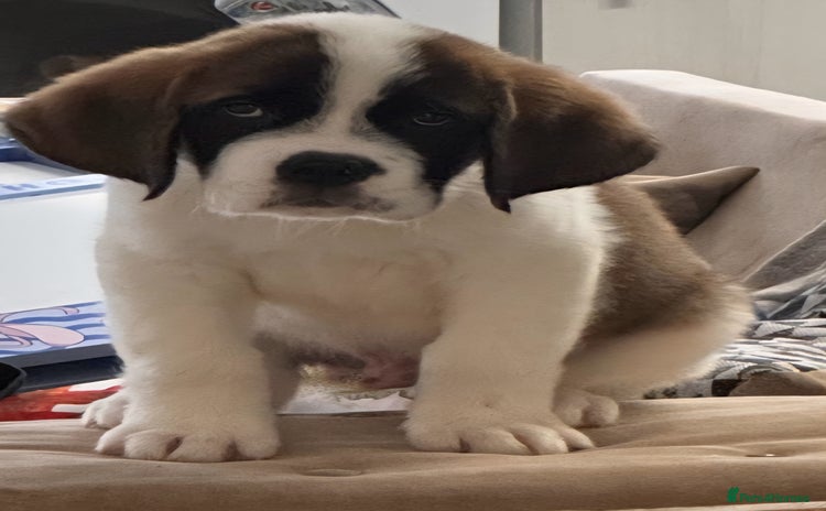Saint Bernard dogs in Malvern - Advert 1