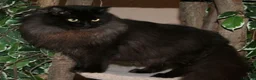 RagaMuffin cats for sale: Black Ragamuffin Kitten - Advert 2