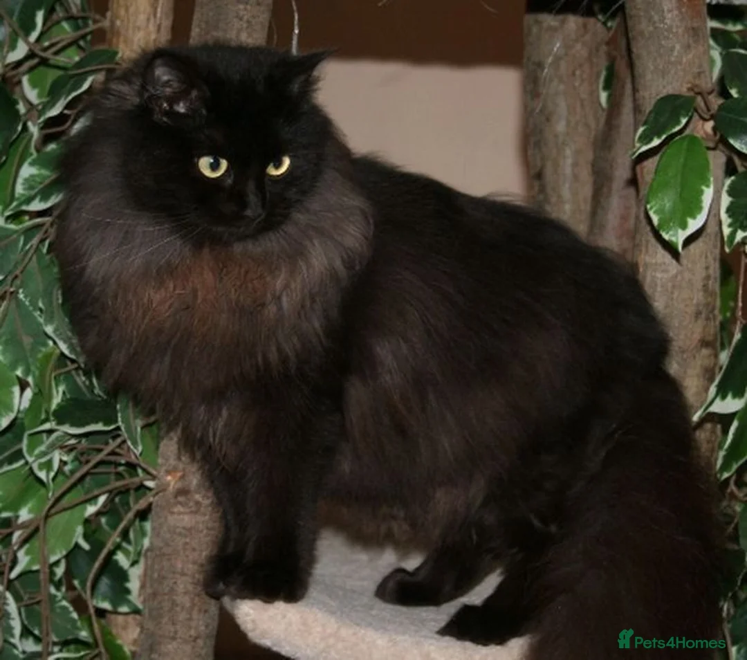 RagaMuffin cats for sale: Black Ragamuffin Kitten - Advert 2