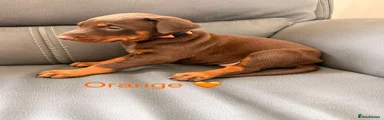 Dobermann 1