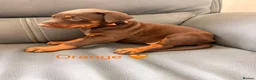 Dobermann dogs for sale: Beautiful Doberman Puppies for sale  in Spalding - Advert 12