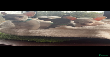 French Bulldog dogs - Advert 7