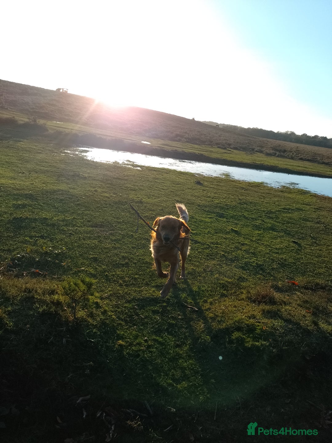 Golden Retriever dogs for stud: Golden Retriver Red/Dark Stud Dog - Image 11