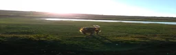 Golden Retriever dogs for stud: Golden Retriver Red/Dark Stud Dog in Southampton - Advert 11