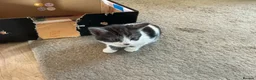 Mixed Breed cats for sale: Beautiful kittens looking for 5* homes  - Advert 2