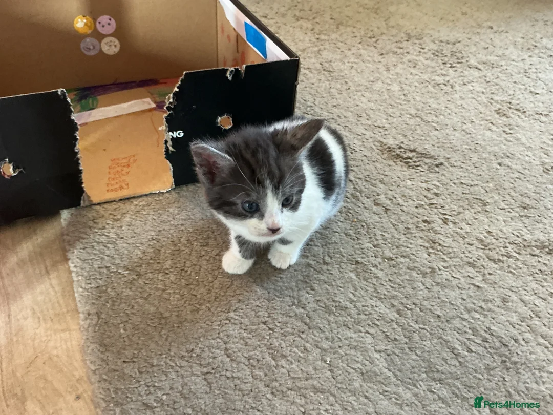 Mixed Breed cats for sale: Beautiful kittens looking for 5* homes  - Advert 2