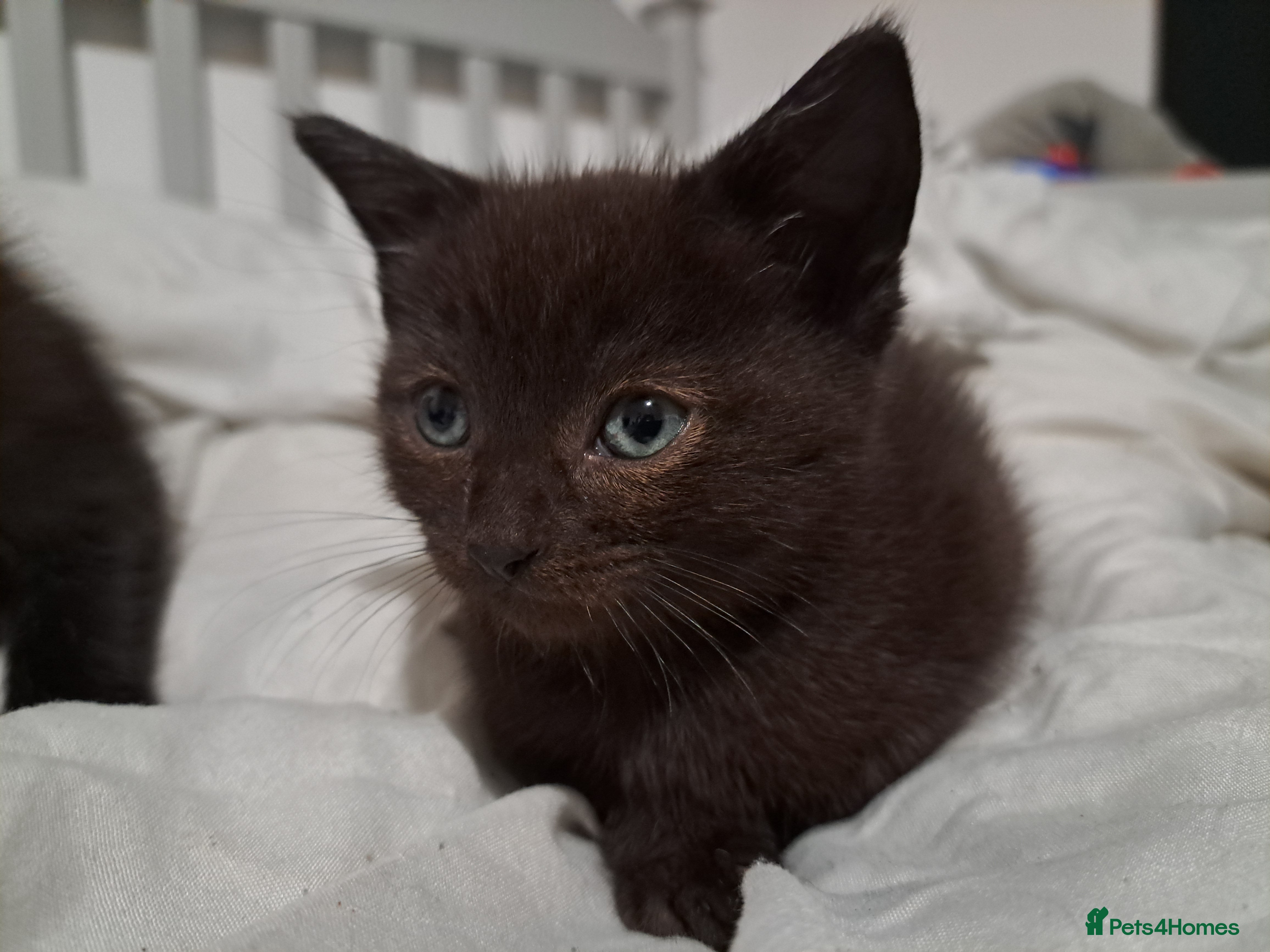 Mixed Breed cats Black kittens for sale - Advert 5