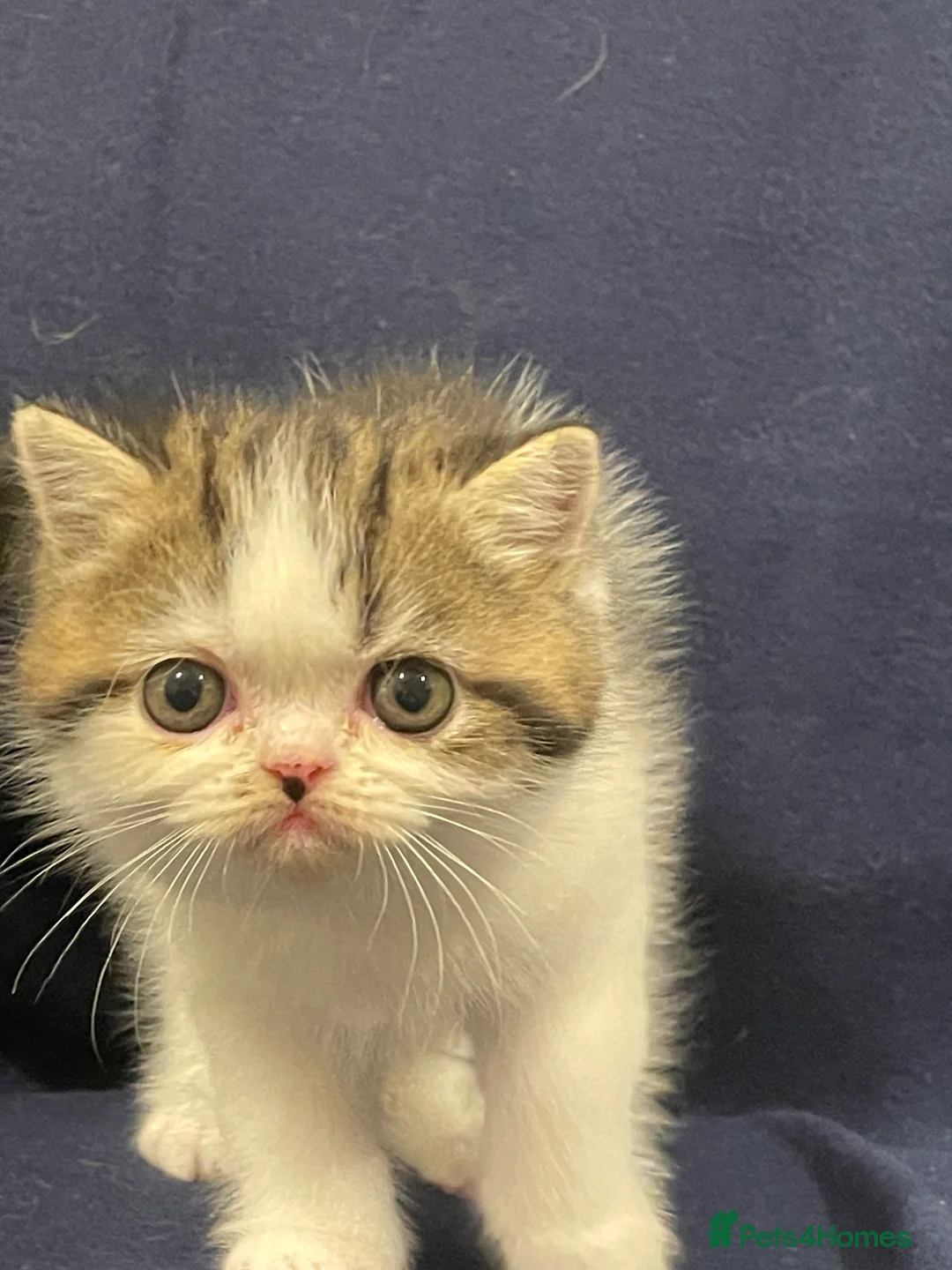 Exotic cats for sale: Gorgeous GCCF registered Exotic Shorthair kittens - Advert 14