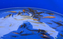 Koi Carp fish for sale: Small koi and sturgeon for sale  - Image 4