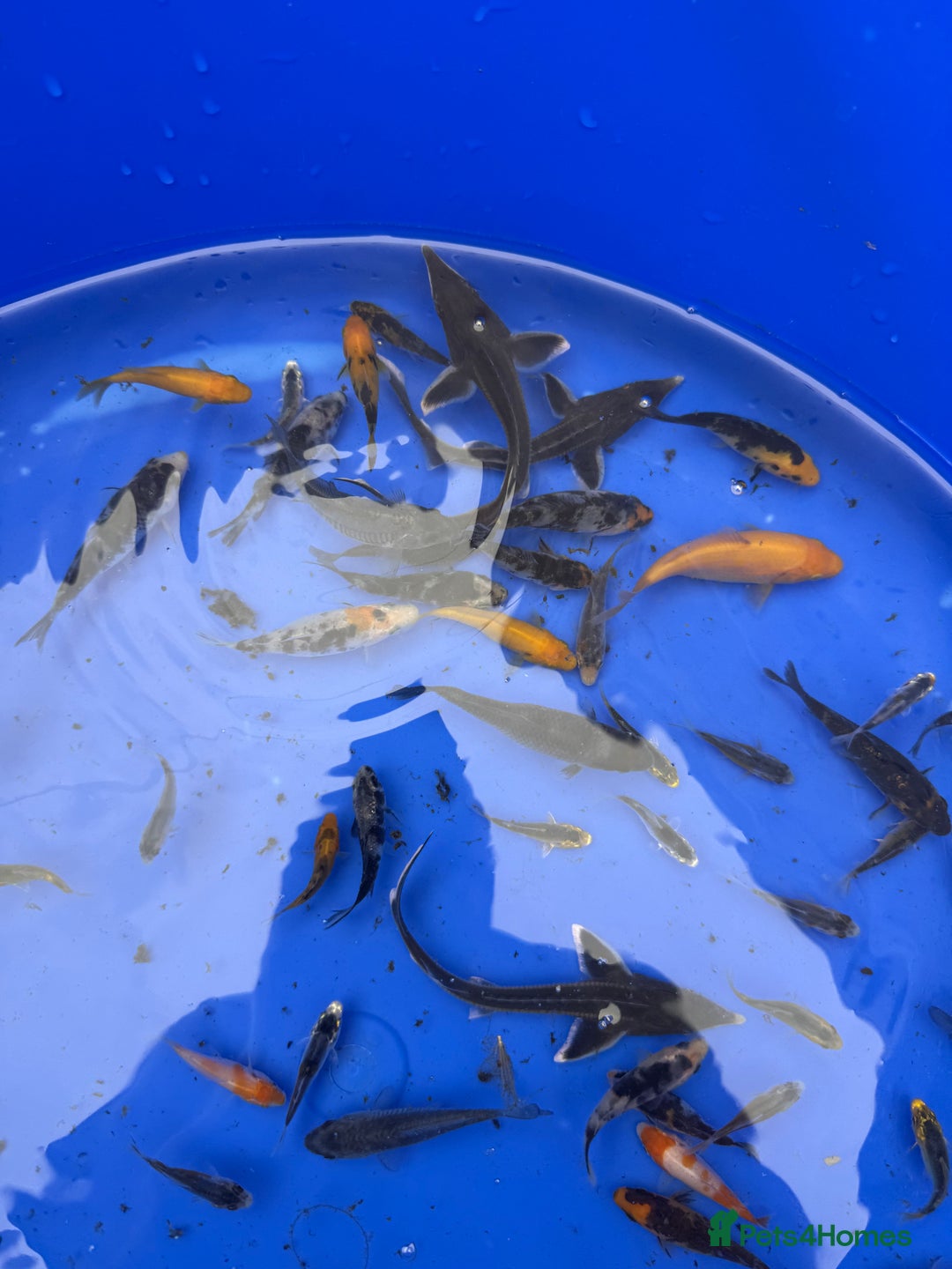 Koi Carp fish for sale: Small koi and sturgeon for sale  - Image 4