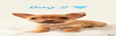 Chihuahua Puppy 2