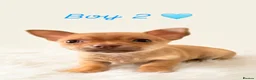 Chihuahua dogs for sale: Tiny smooth coat Chihuahua puppies - Advert 4