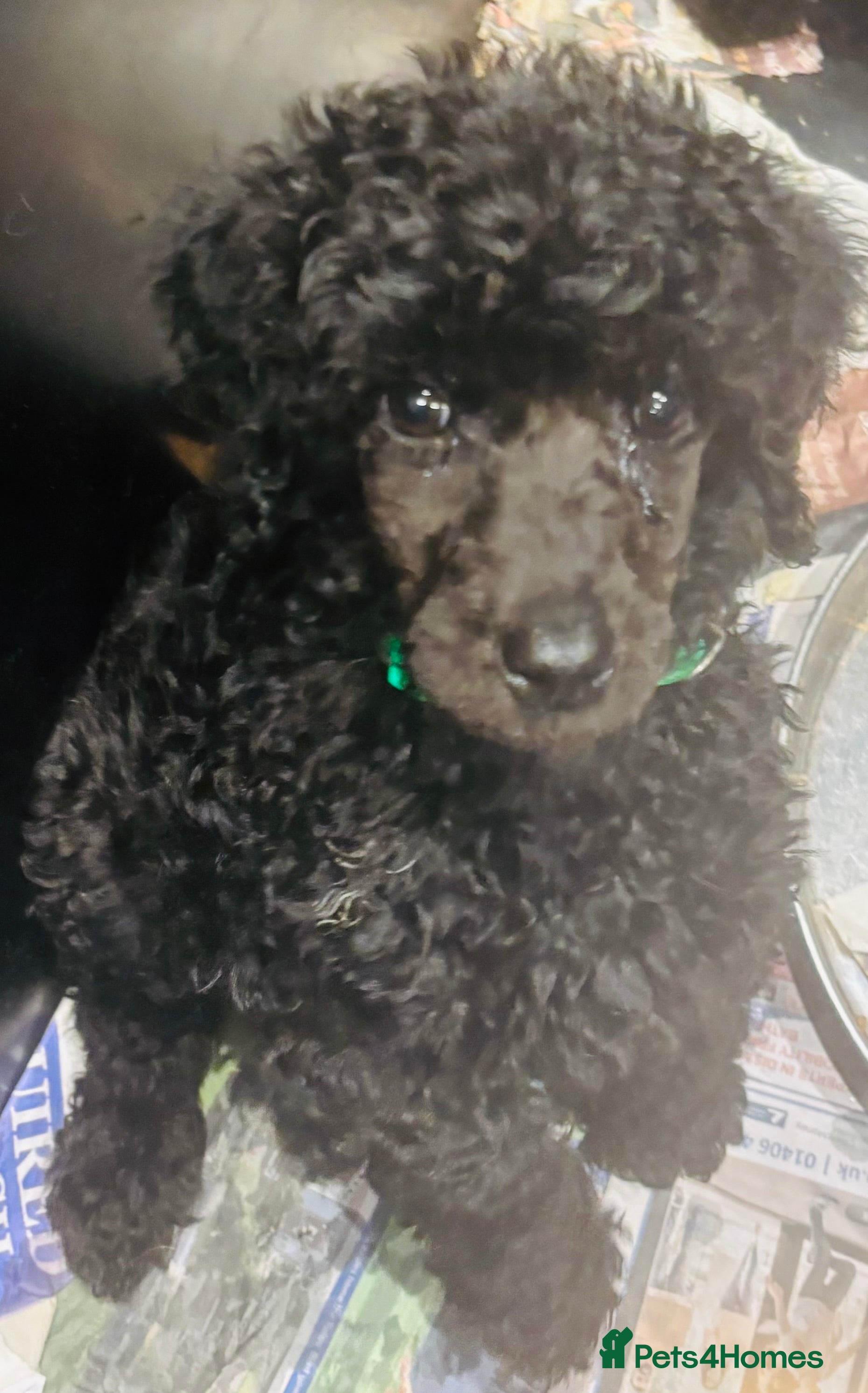 Standard Poodle dogs Kc standard poodles  - Advert 4