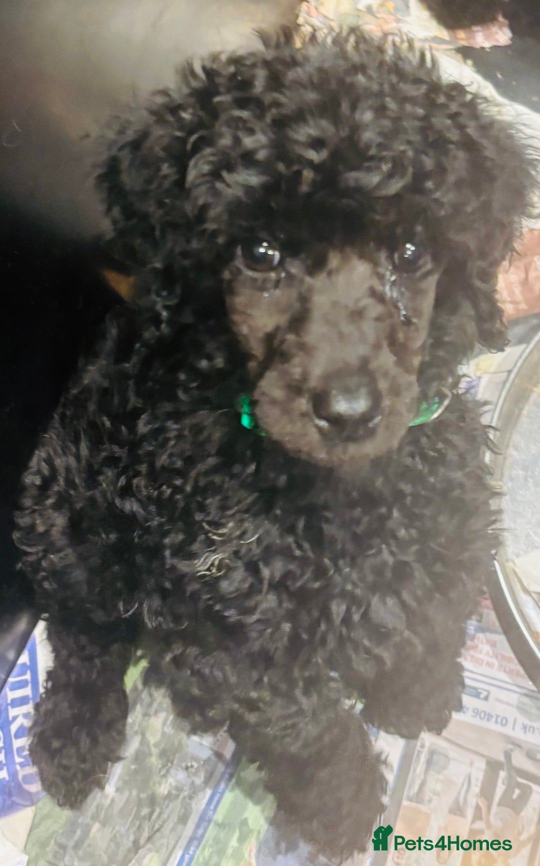 Standard Poodle dogs for sale: Kc standard poodles  - Advert 3