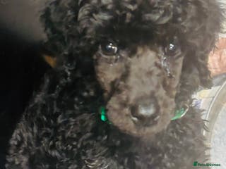 Standard Poodle dogs Kc standard poodles - Advert 4