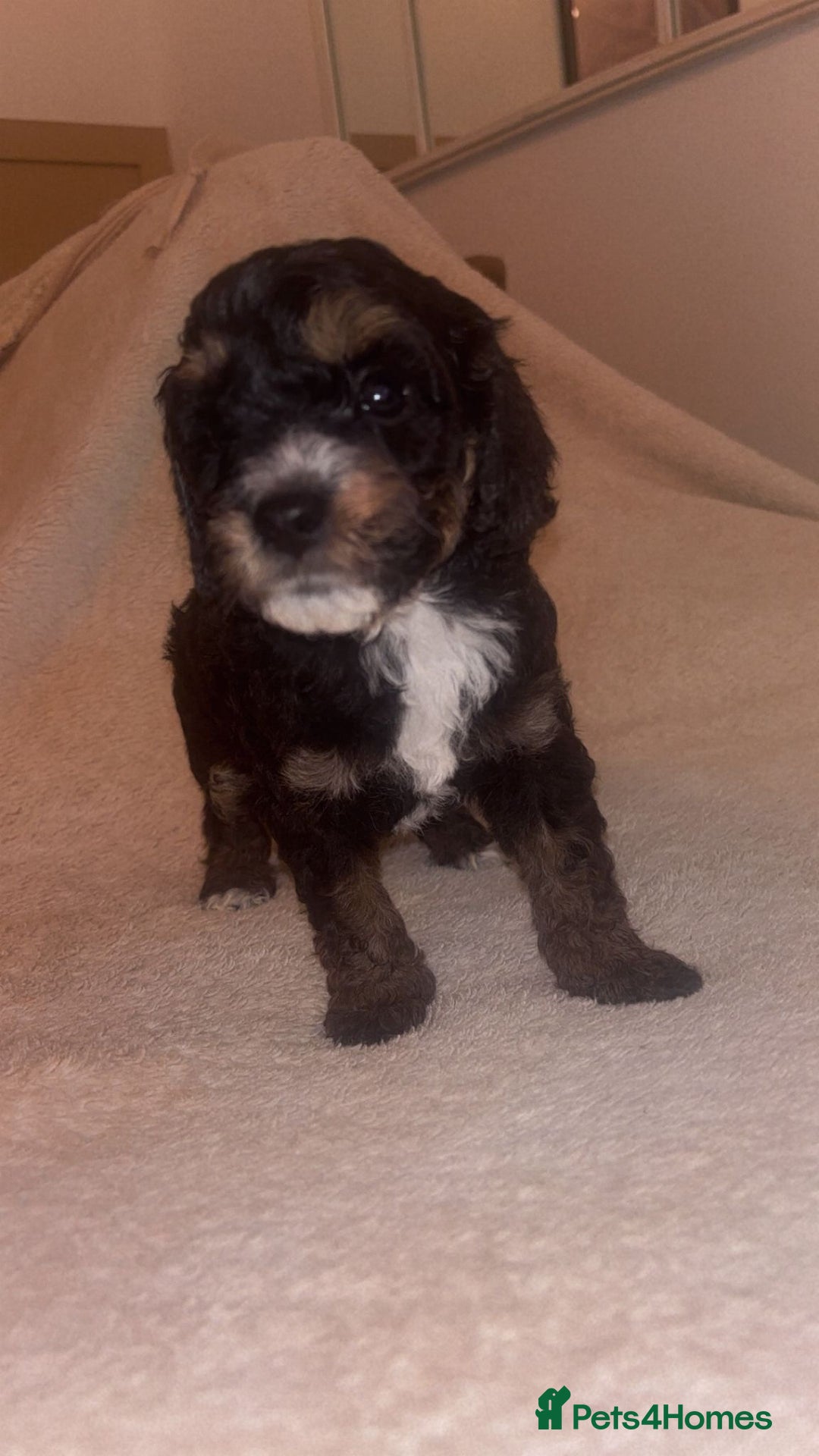 Cockapoo dogs for sale: Last female cockapoo puppy left  - Image 5