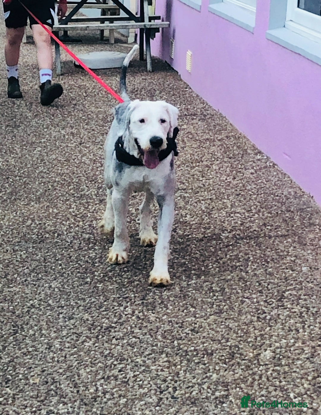 Old English Sheepdog dogs for sale: Old English sheep dog pups - Advert 12