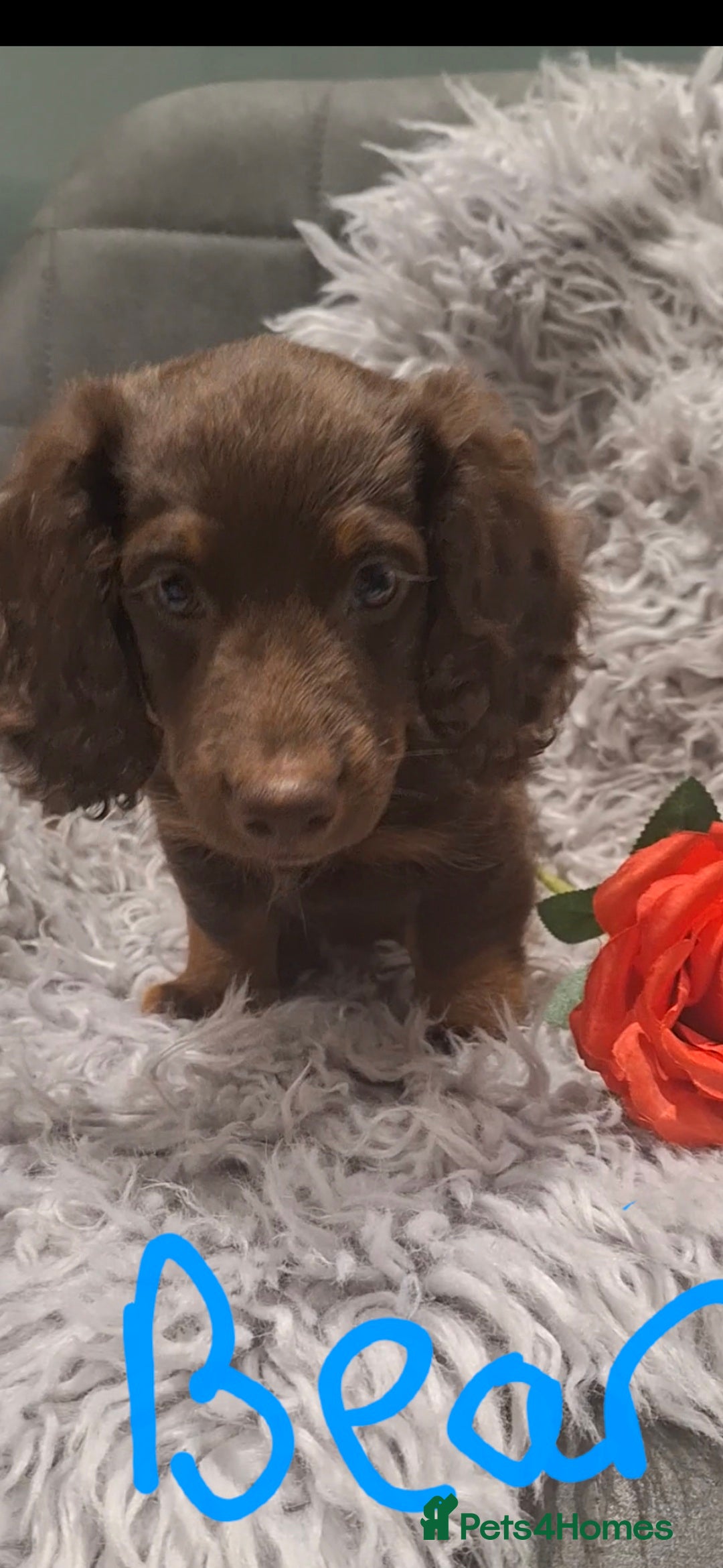 Miniature Dachshund dogs READY TO LEAVE 1 miniature dachshund - Advert 4