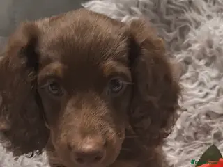 Miniature Dachshund dogs READY TO LEAVE 1 miniature dachshund - Advert 4