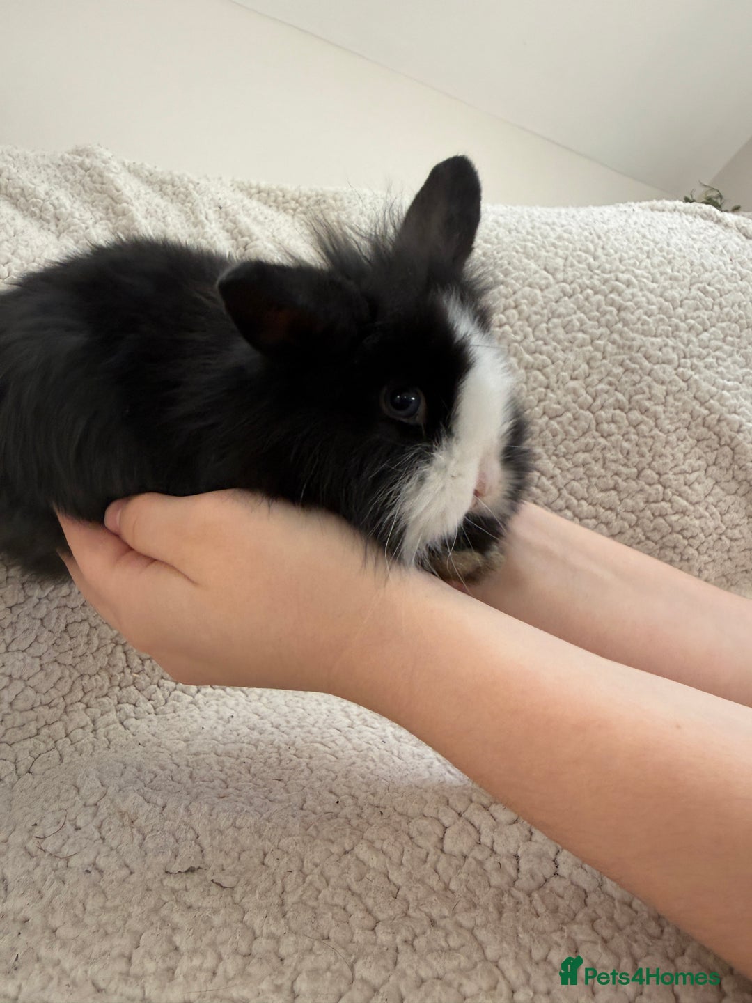 Angora rabbits for sale: Angora mix buck - Advert 2