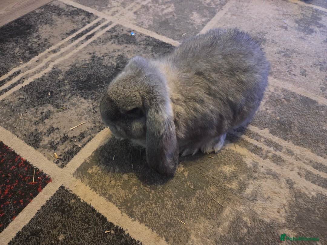 French Lop rabbits for sale: Chin doe - Advert 5