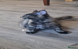 Maine Coon cats for sale: 🌟Ready now🌟 3 large Maine coons active available - Image 10