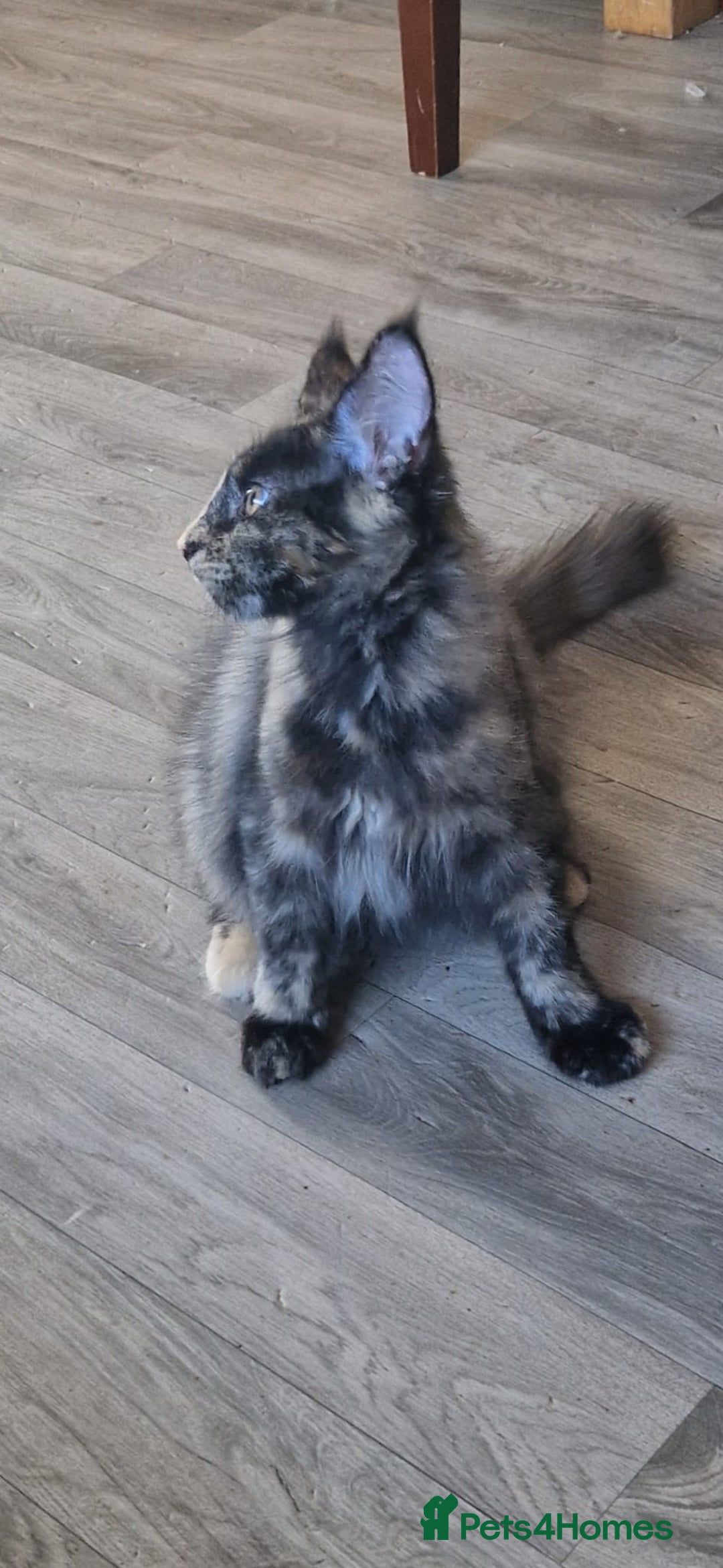 Maine Coon cats for sale: 🌟Ready now🌟 3 large Maine coons active available - Image 10