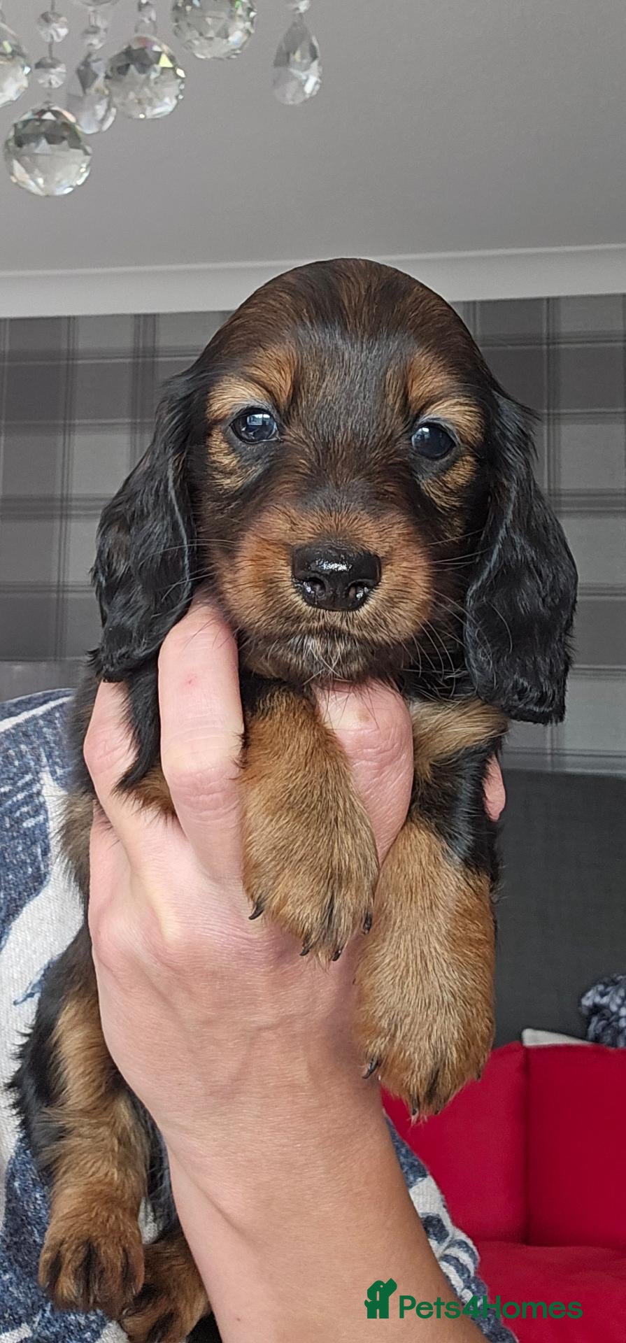 Miniature Dachshund dogs  MAGNIFICENT RED SHADED, Exceptional Pigmentation  - Advert 2