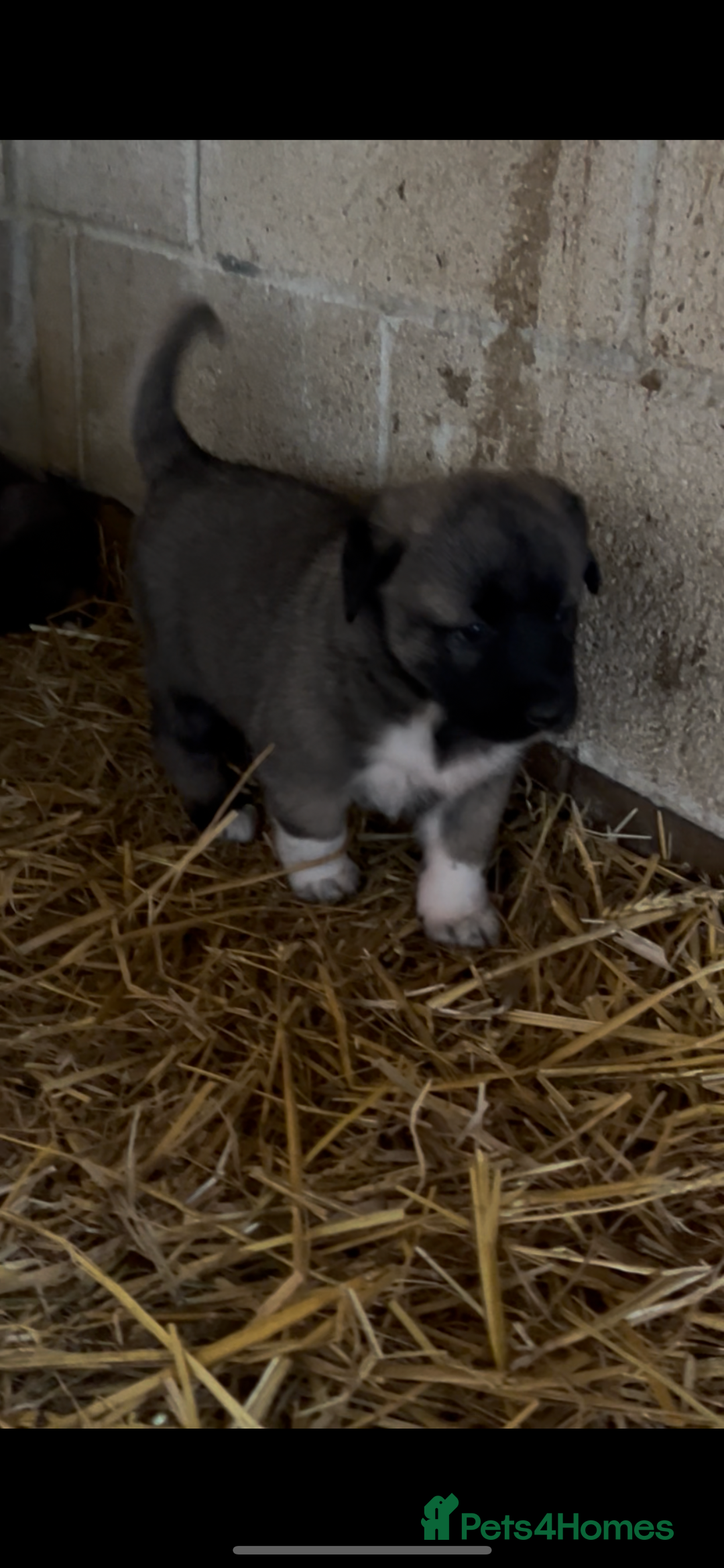 Mixed Breed dogs for sale: Turkish kangal x Caucasian pups  - Advert 18