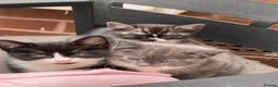 Domestic Shorthair cats for sale: 🐾 Gorgeous Kittens Ready for Loving Homes 🐾 - Advert 10