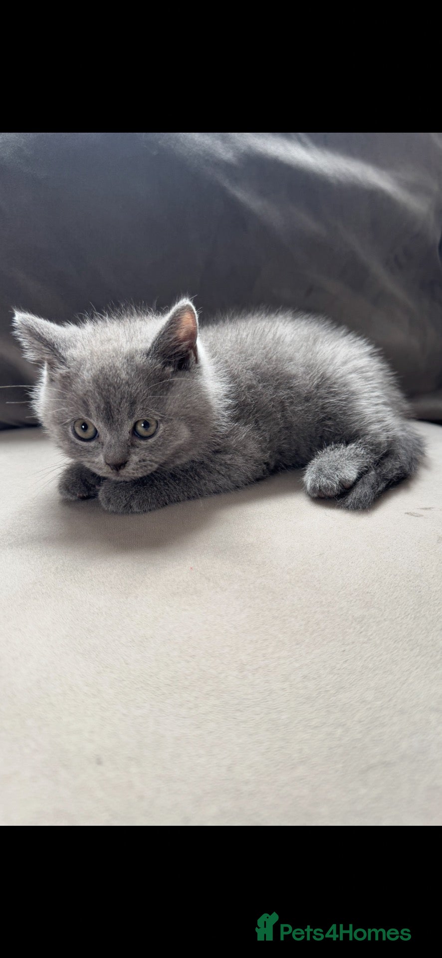 British Shorthair cats BSH 2nd litter - Ready 8/10/26 - PLEASE READ  - Advert 2