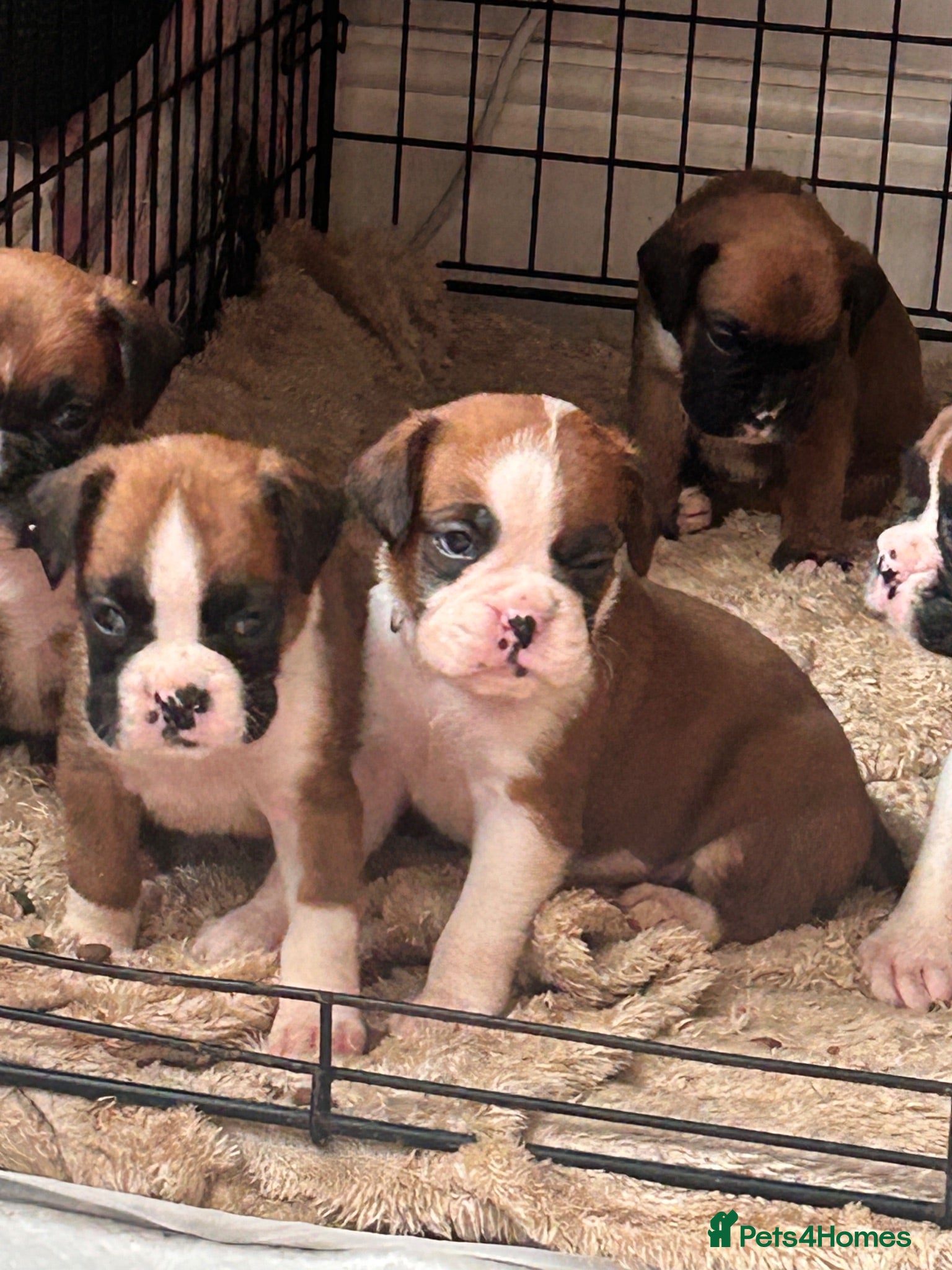 Boxer dogs Beautiful long and Bob tail kc reg puppies  - Advert 1