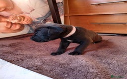Mixed Breed dogs for sale: Presa canario cross golden labrador - Image 9