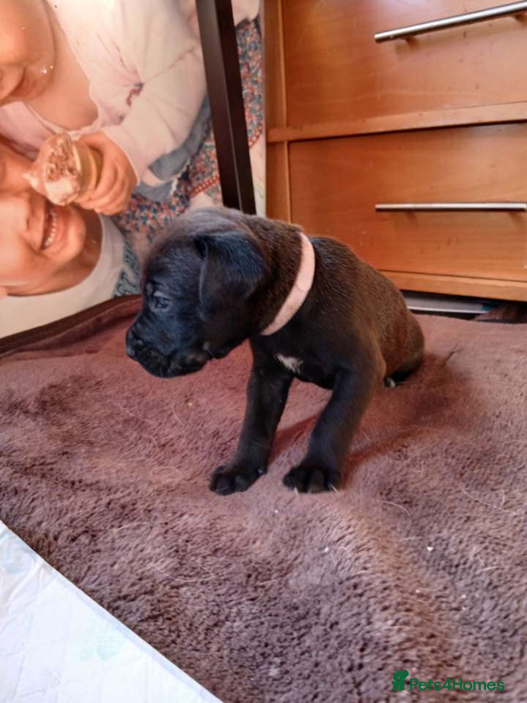 Mixed Breed dogs for sale: Presa canario cross golden labrador - Image 9