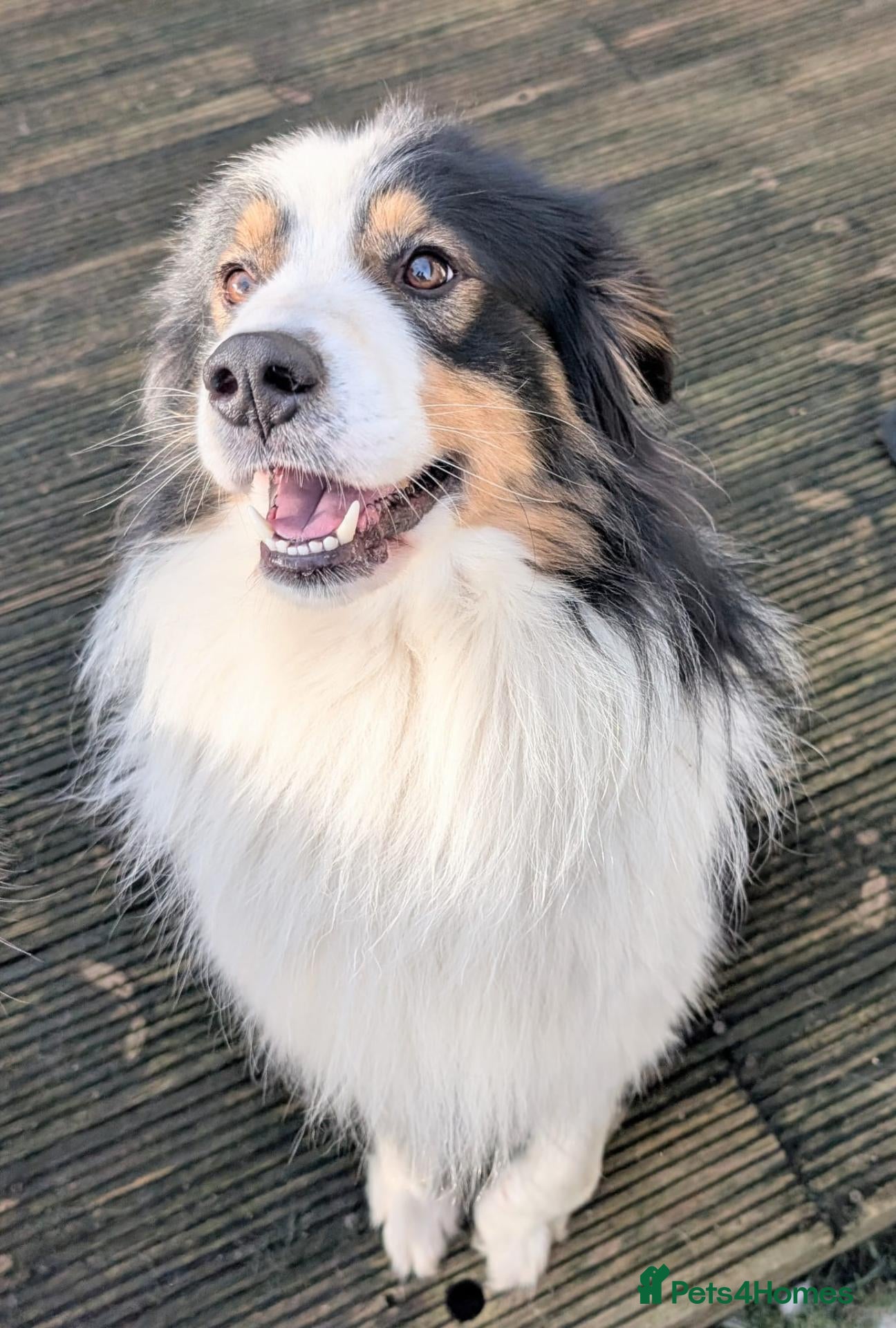 Mixed Breed dogs Beautiful Bordernese  - Advert 2