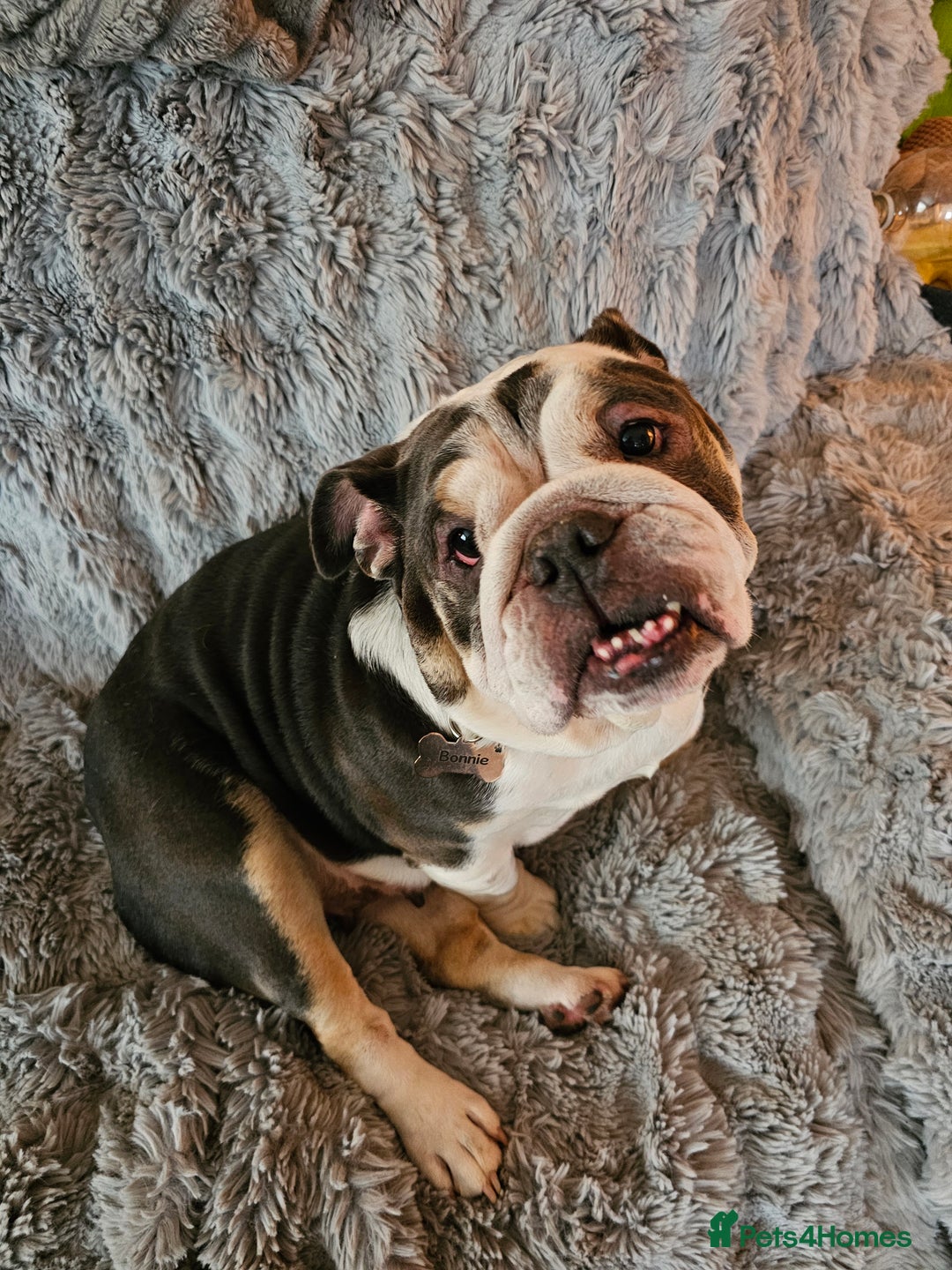 English Bulldog dogs for sale: English bulldog  - Image 3