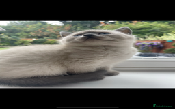 British Shorthair cats for sale: British shorthaired kittens full pedigree  - Image 2