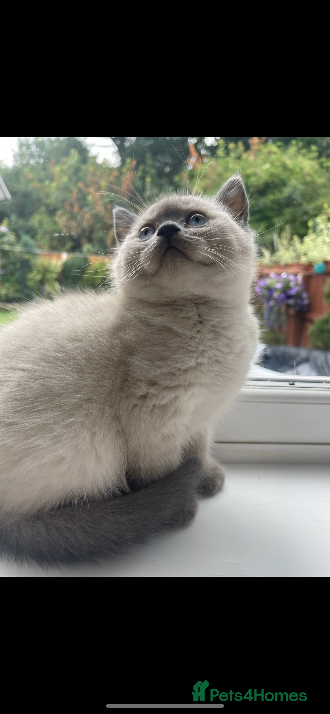 British Shorthair cats for sale: British shorthaired kittens full pedigree  - Image 2
