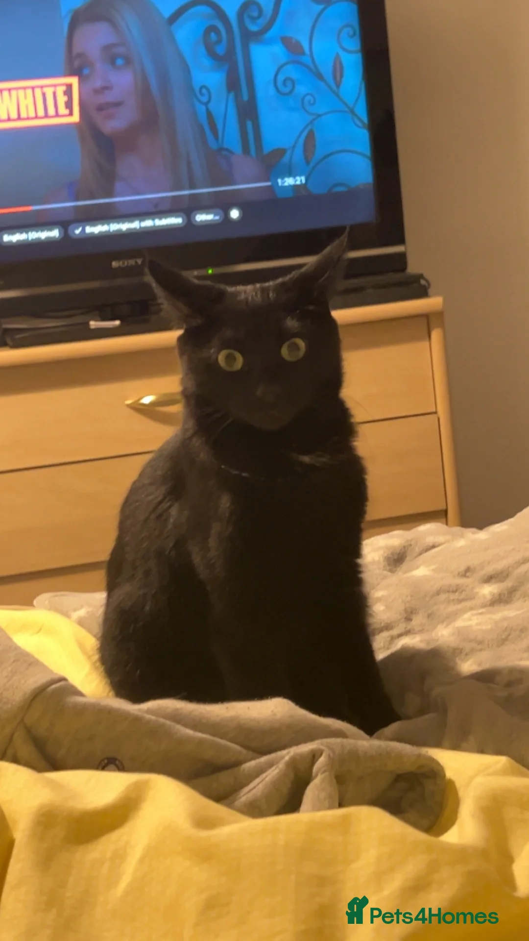 British Shorthair cats for sale: 2 year old girl cats  in King's Lynn - Advert 4