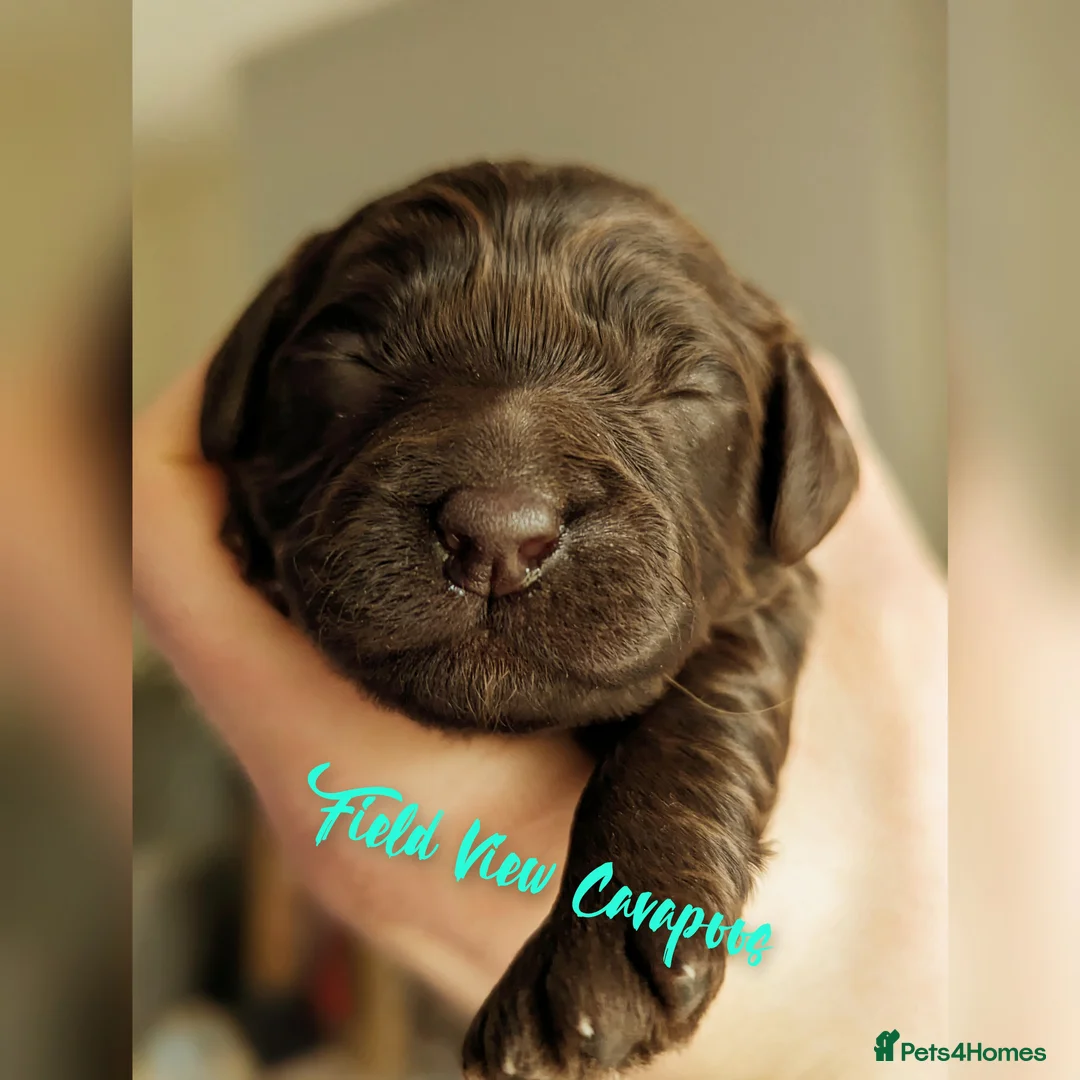 Miniature Poodle dogs for stud: Imported Brown Miniature Poodle & Cavalier Studs in Sutton Coldfield - Advert 23