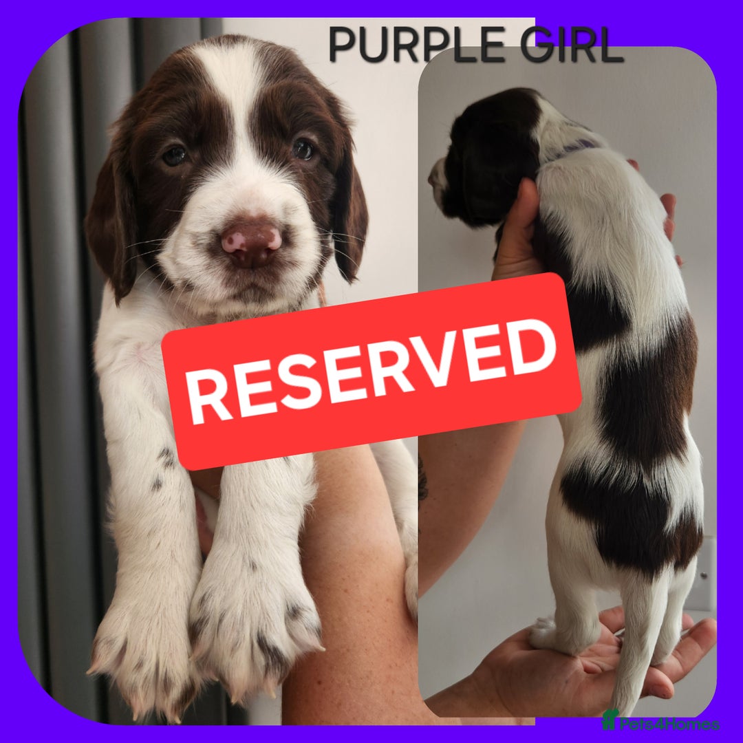English Springer Spaniel dogs for sale: KC Registered ESS Pups *WELL MARKED* - Image 38