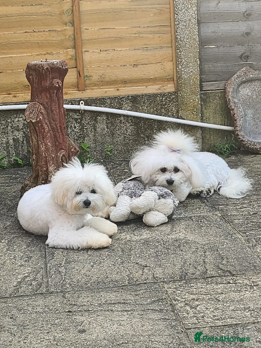 Mixed Breed dogs for sale: Bichon frise with maltipoo  - Advert 2
