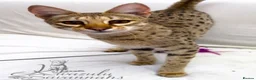 Savannah cats for sale: Young adult F3 female on active register  - Advert 9