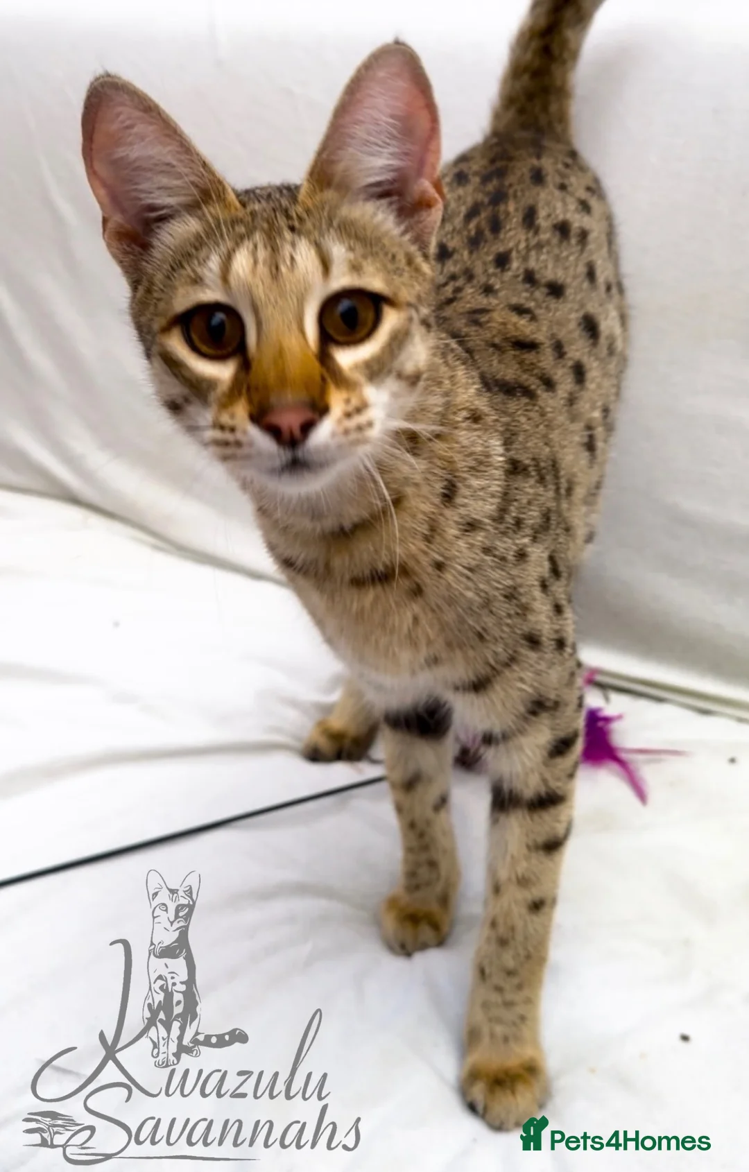 Savannah cats for sale: Young adult F3 female on active register  - Advert 9