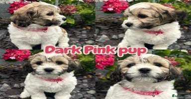 Mixed Breed dogs - Advert 2
