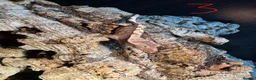 Gecko reptiles for sale: Baby crested geckos in Accrington - Advert 3