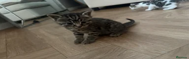 Bengal Kitten 3